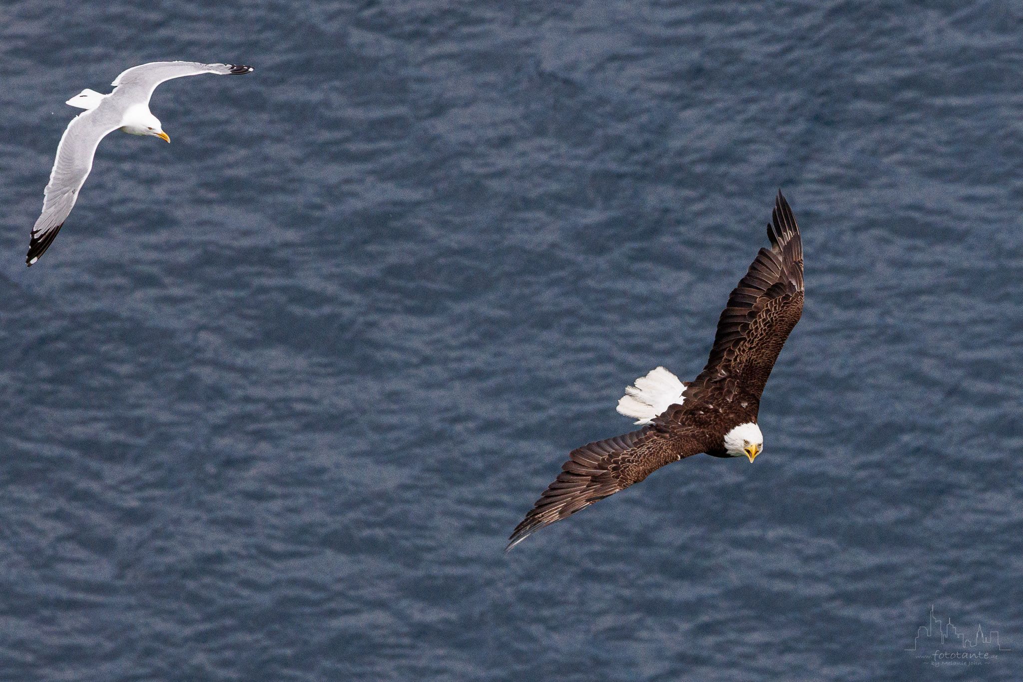 Bald Eagles at Signal Hill in St. John's, Canada