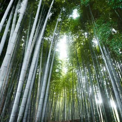 Bamboo forest in Adashino Nenbutsuji Temple, Kyoto, Japan