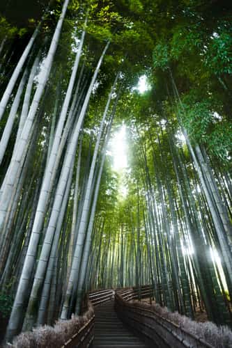Bamboo forest in Adashino Nenbutsuji Temple, Kyoto