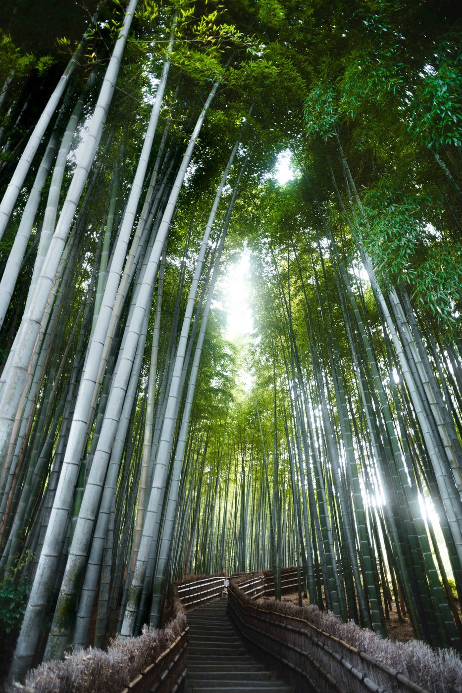 Bamboo forest in Adashino Nenbutsuji Temple, Kyoto, Japan