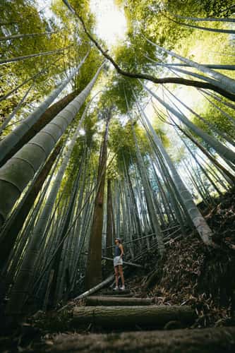Bamboo forest near Shimoichi