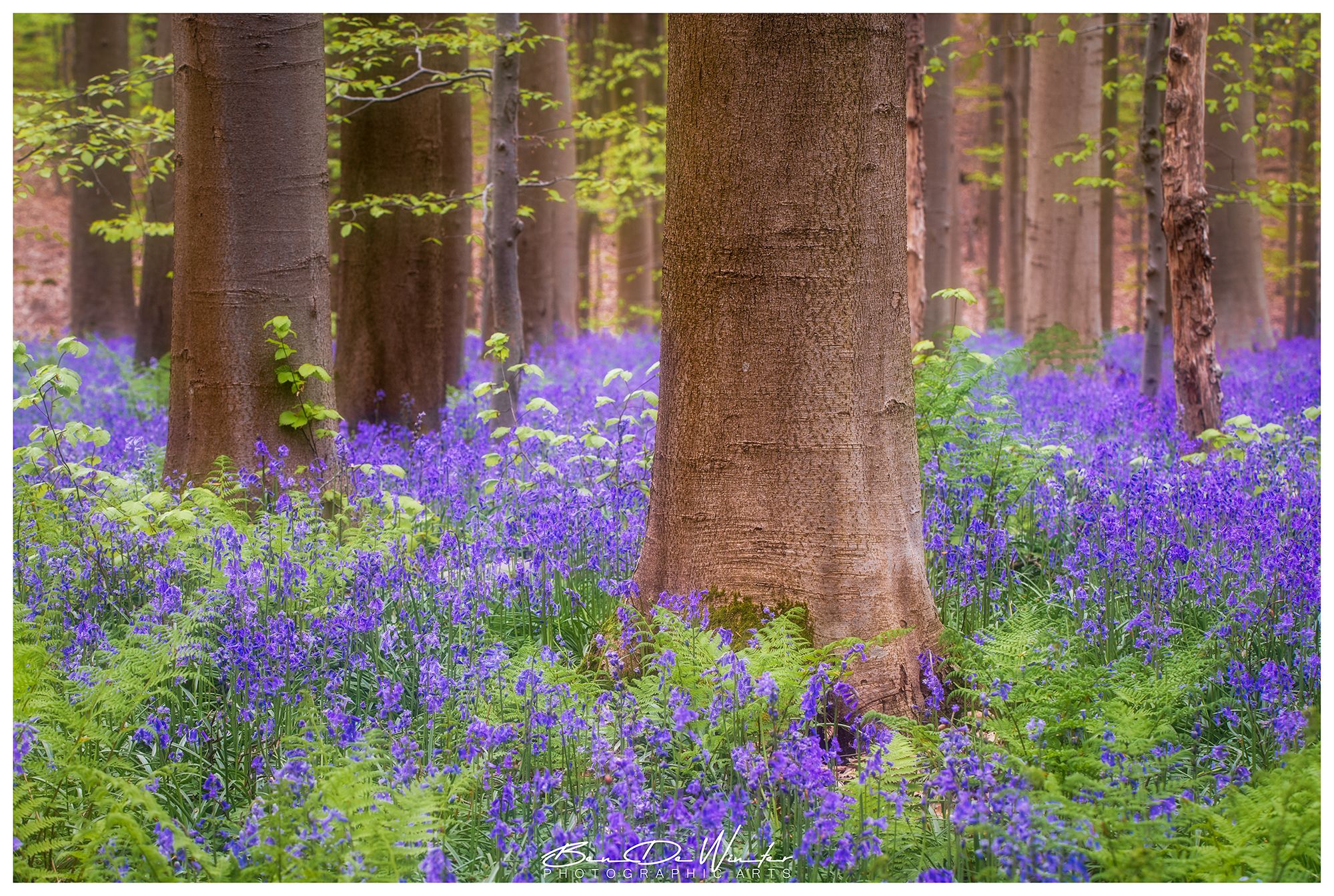 Bluebells in Hallerbos, Belgium