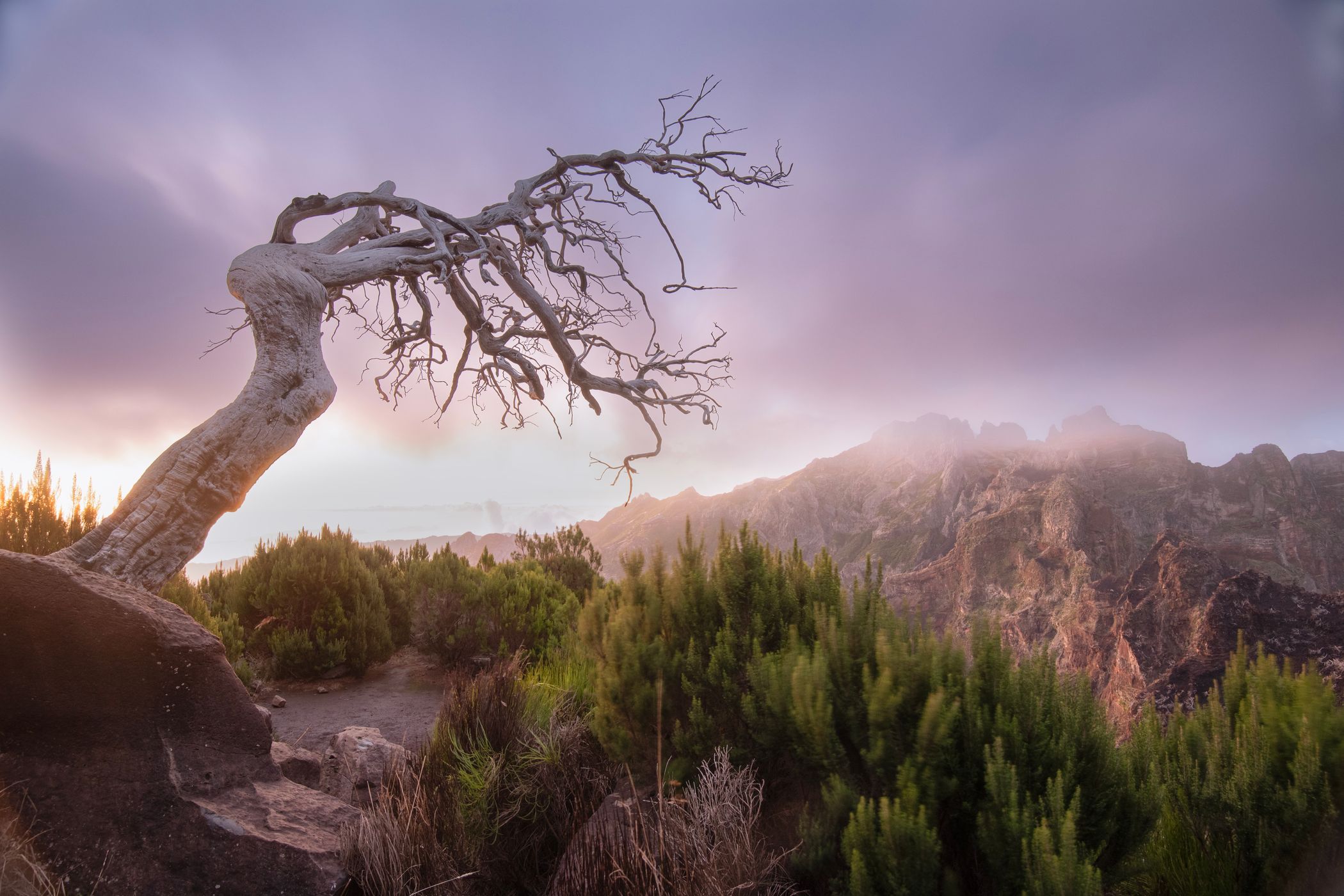 Burned Tree (Pico Ruivo), Portugal