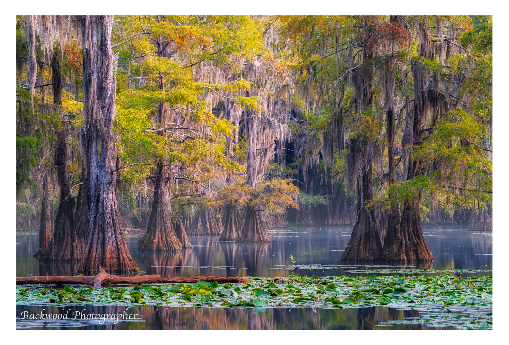 Caddo Lake, USA
