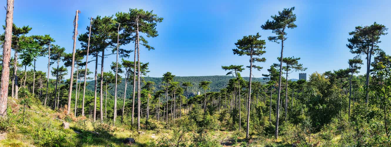Castle Rauheneck and Rauhenstei ruins