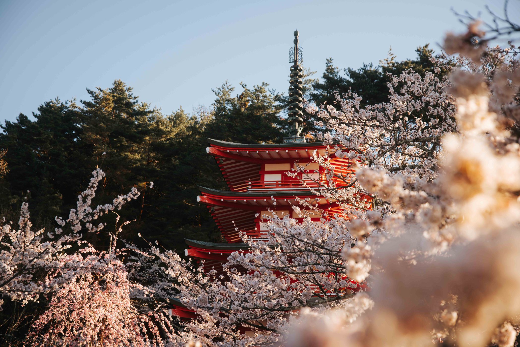 Cherry blossom at Chureito Pagoda, Mount Fuji, Japan