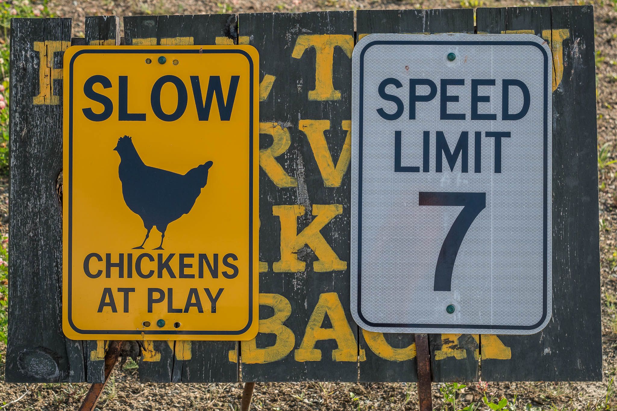 Chicken, USA