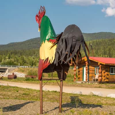 Chicken, USA