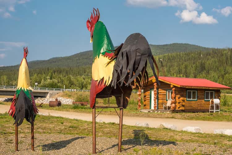 Chicken