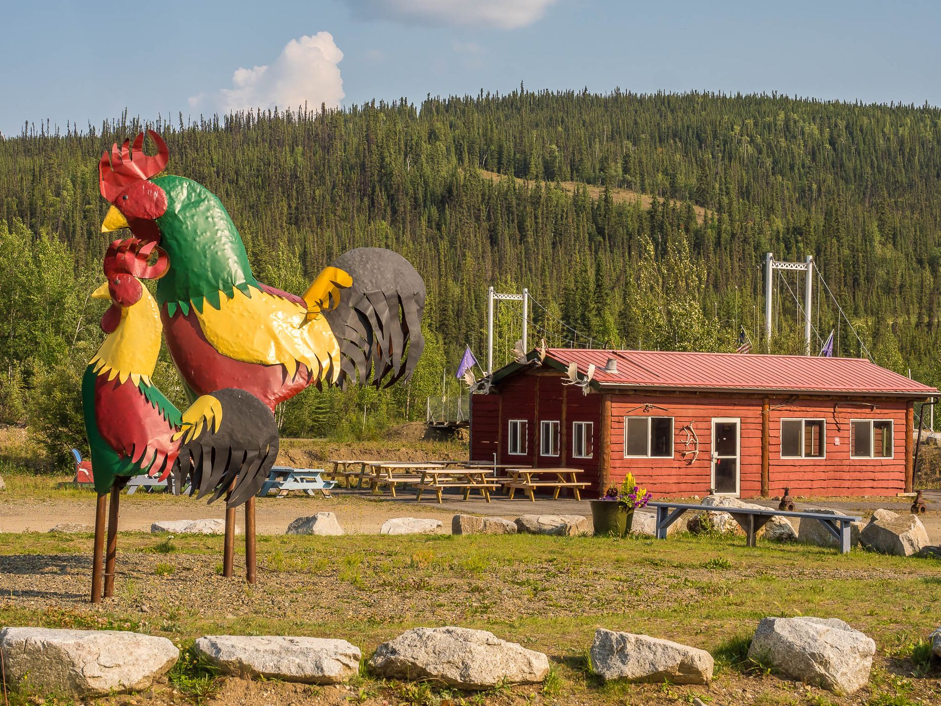Chicken, USA