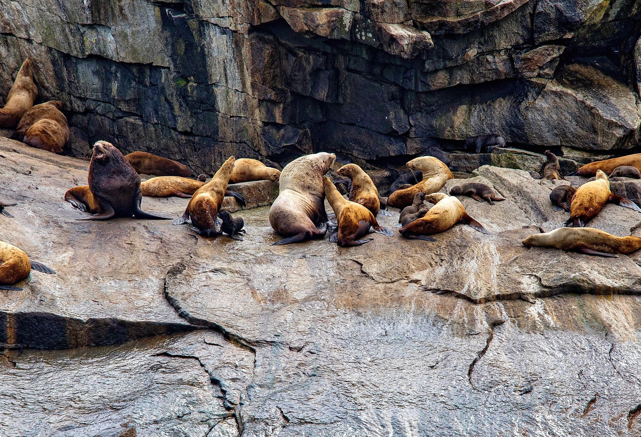 Chiswell Islands, USA