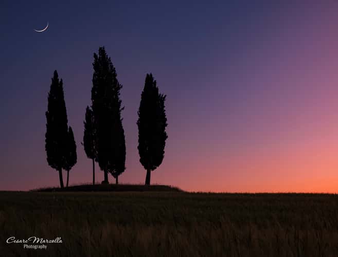 Cypresses at Croce di Prata
