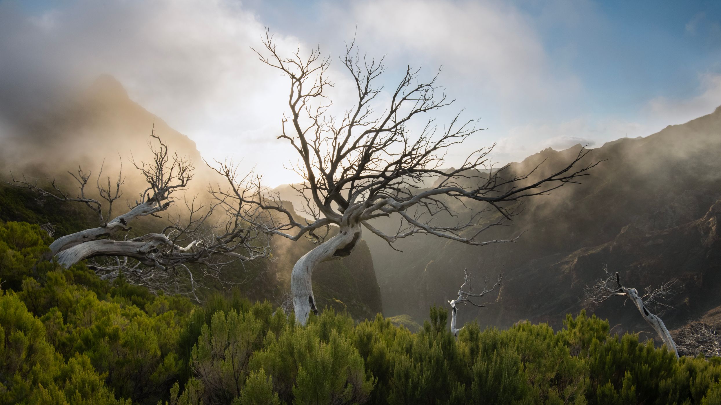 Dead Trees, Portugal