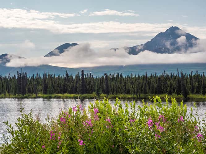 Denali Highway, western end