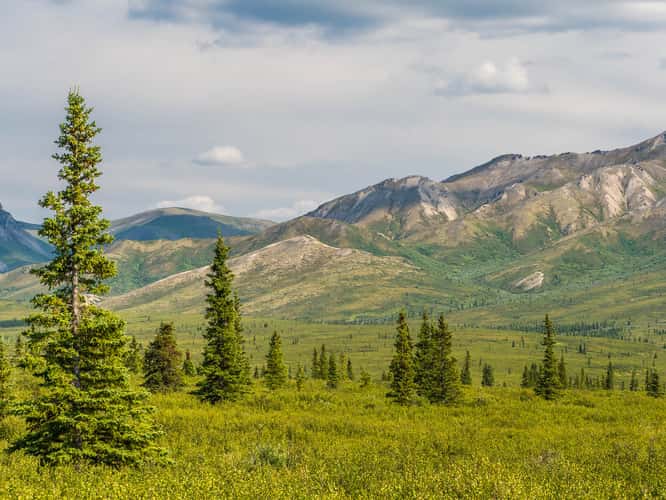 Denali Park Road