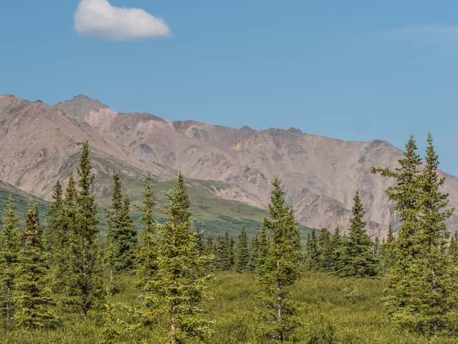 Denali Park Road