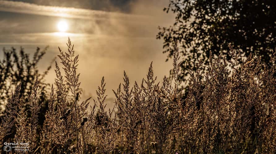 Fischteich bei Sonnenaufgang