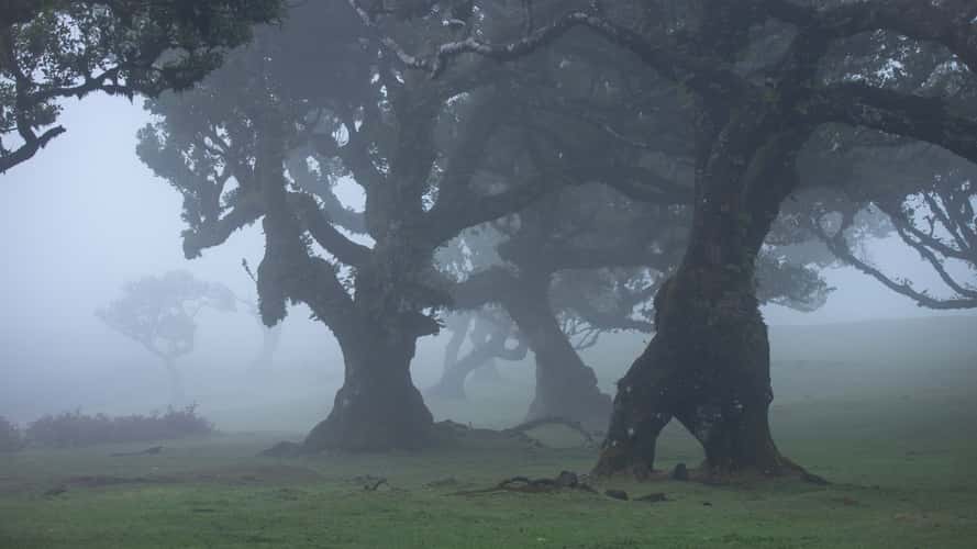 Fog Forest Fanal, Madeira