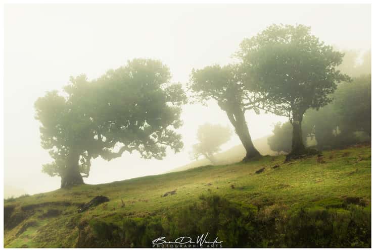 Fog Forest Fanal, Madeira