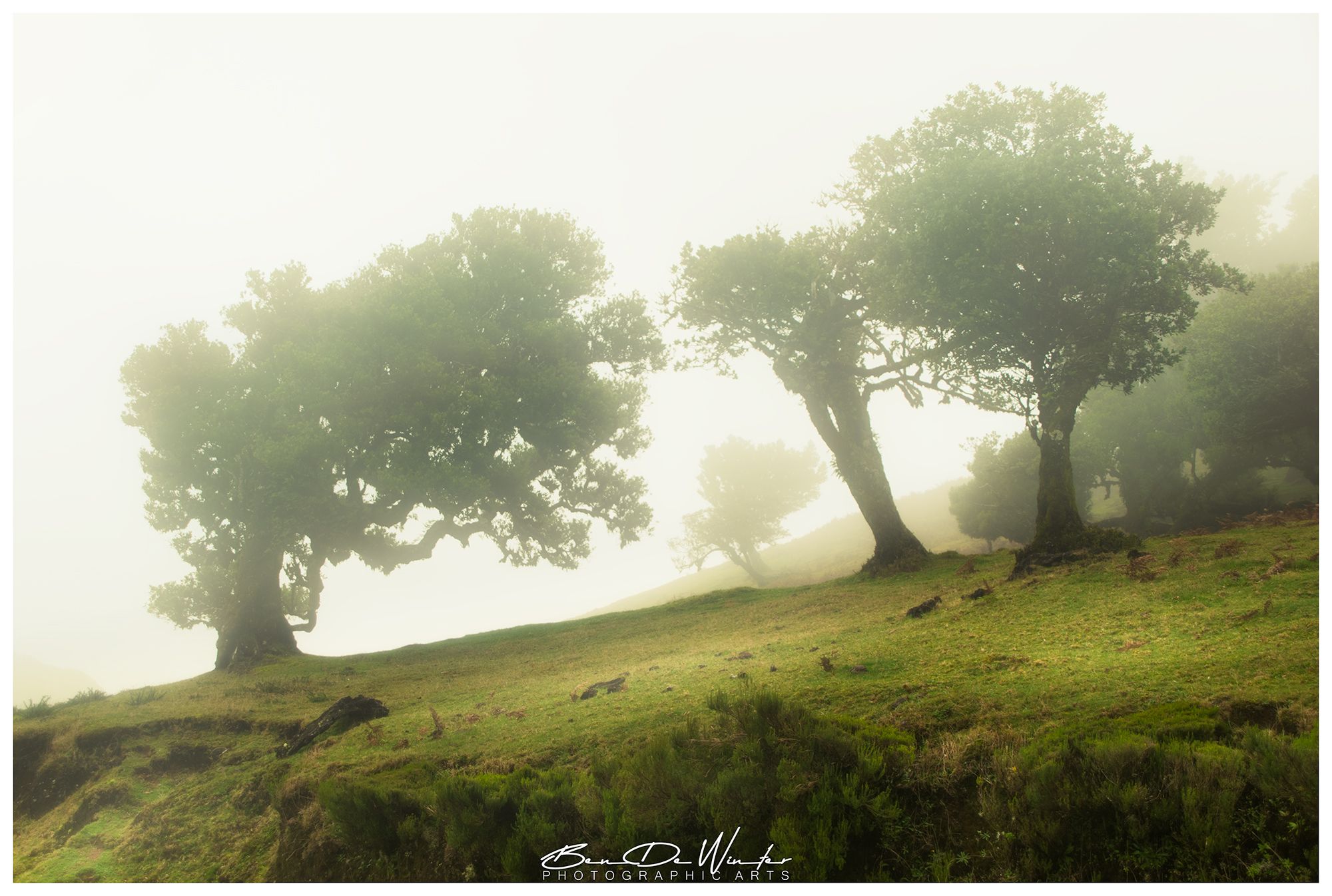Fog Forest Fanal, Madeira, Portugal