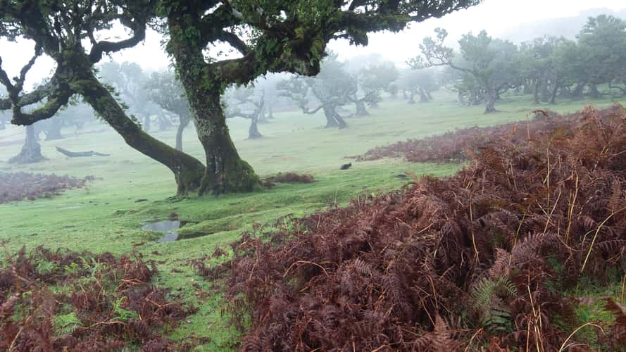 Fog Forest Fanal, Madeira