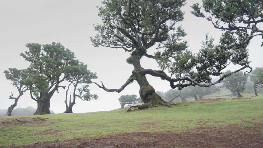 Fog Forest Fanal, Madeira