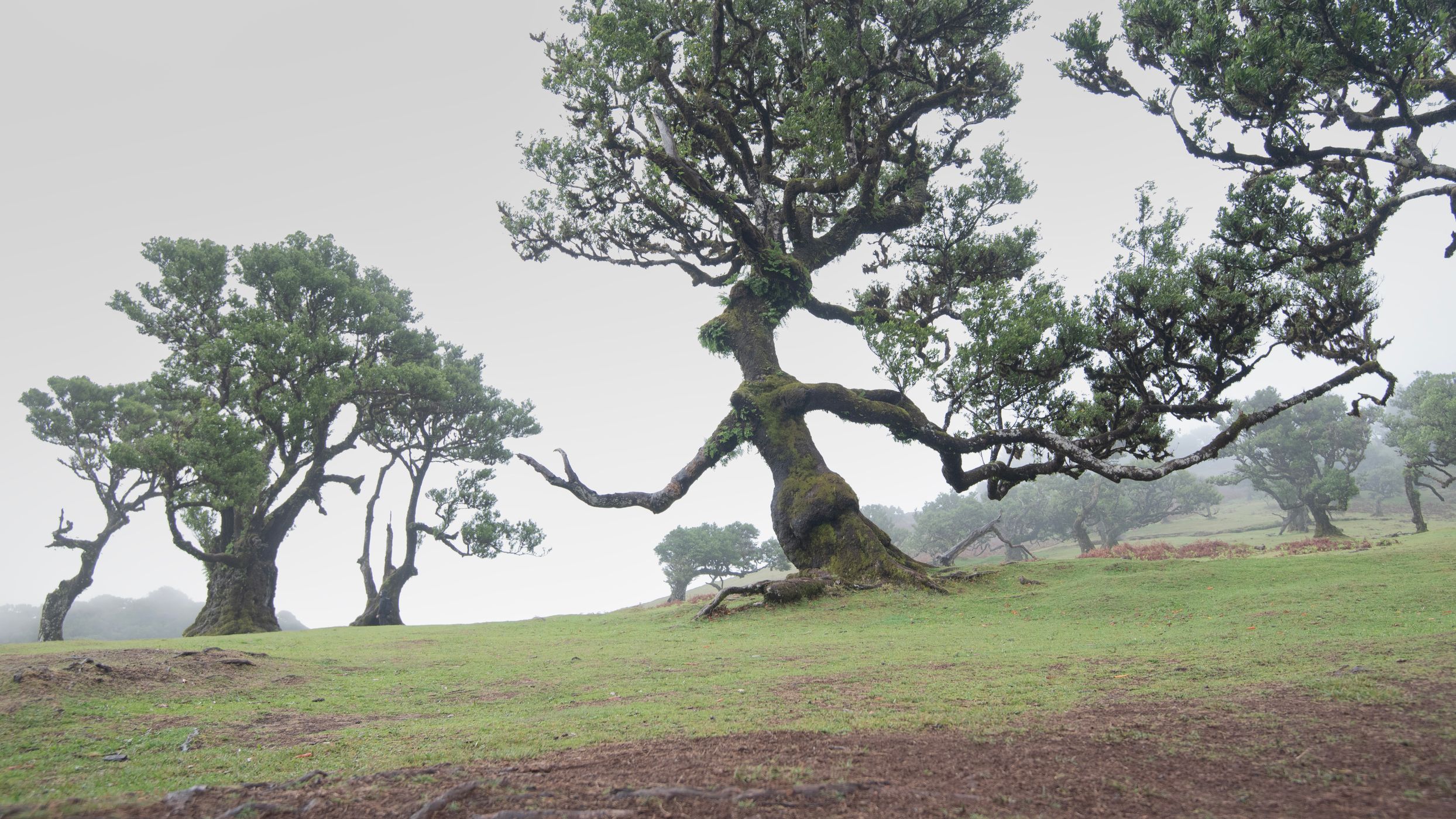 Fog Forest Fanal, Madeira, Portugal