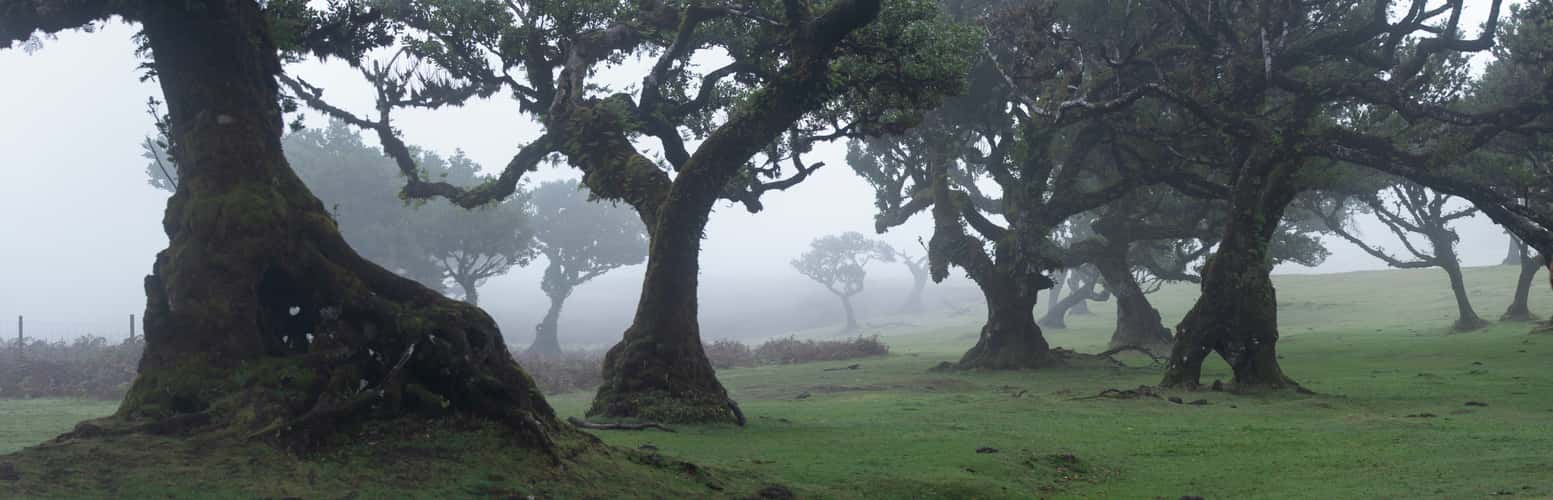 Fog Forest Fanal, Madeira