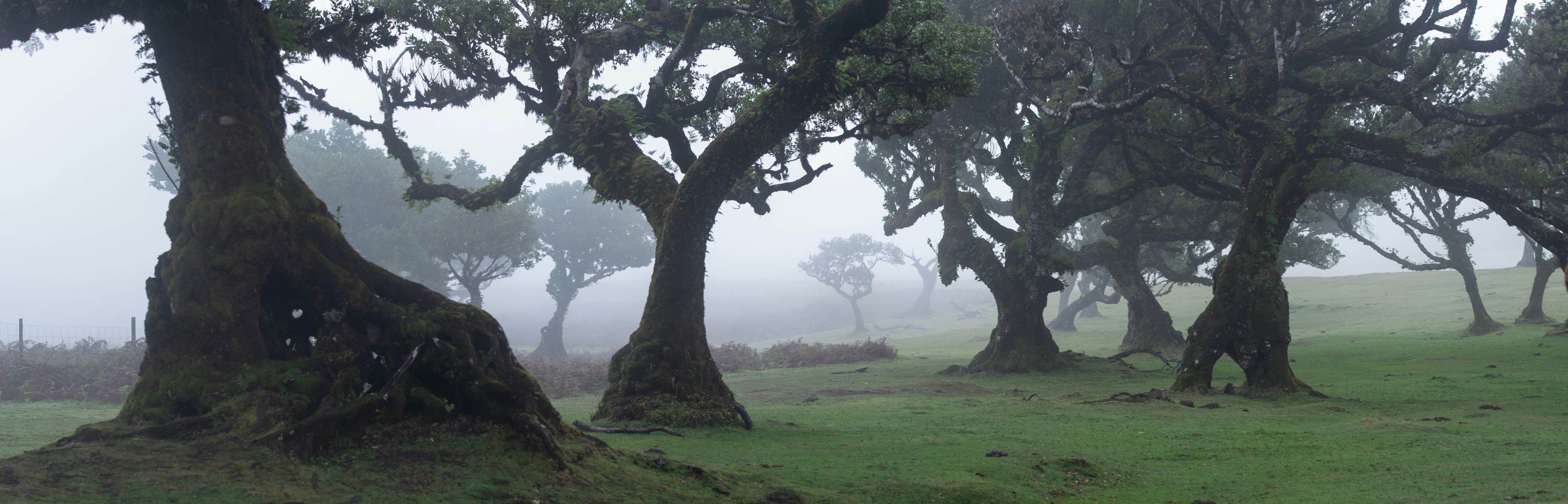 Fog Forest Fanal, Madeira, Portugal