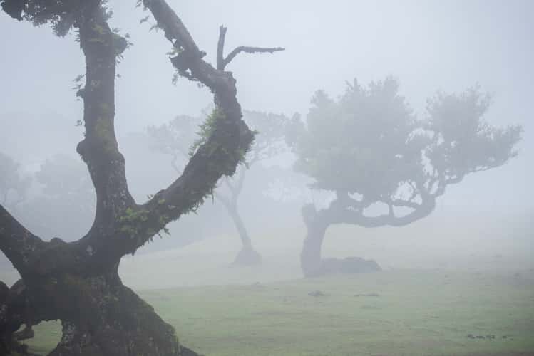 Fog Forest Fanal, Madeira