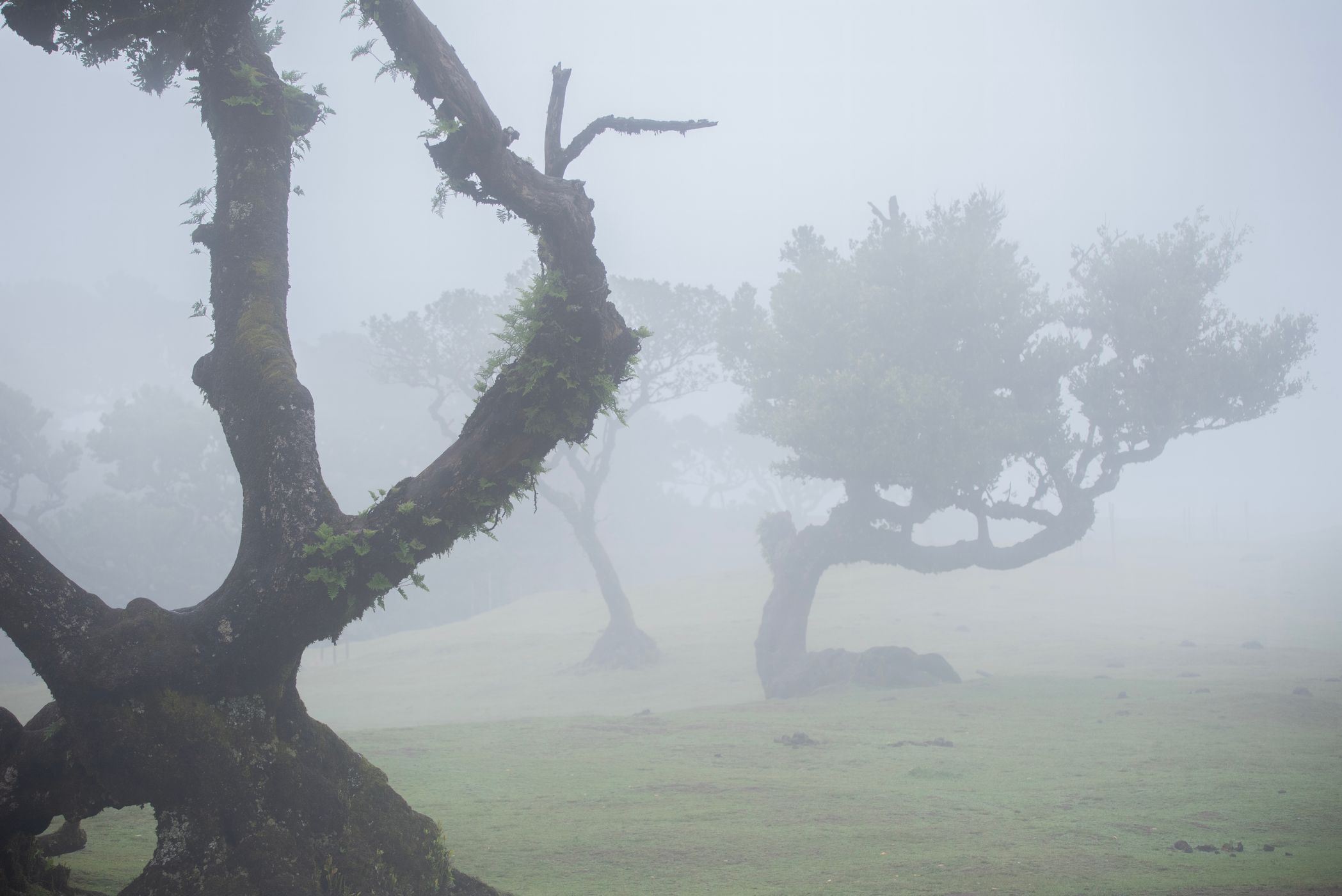 Fog Forest Fanal, Madeira, Portugal