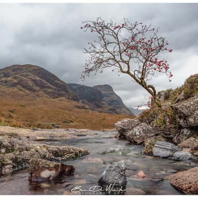Glencoe waterfall with tree, United Kingdom