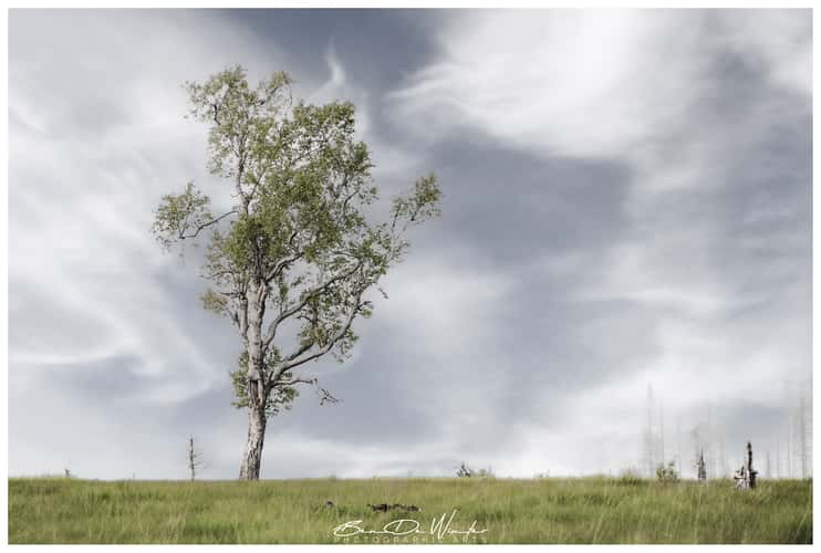 Hautes Fagnes - Hiking trail