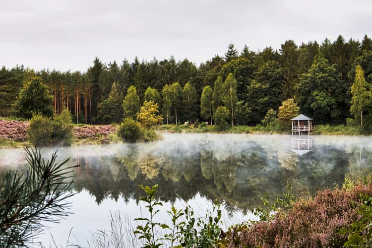 Heath at Angelbeck Pond, Lüneburger Heide