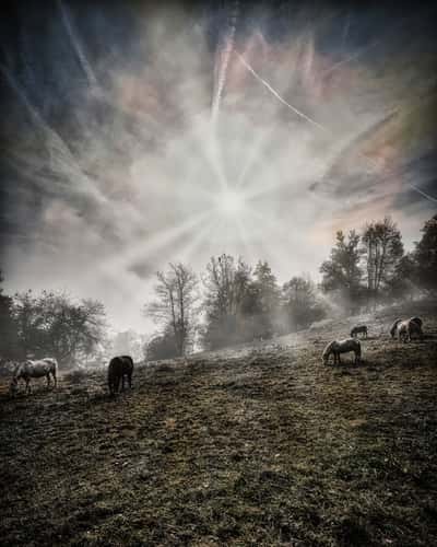 Horses in the fog