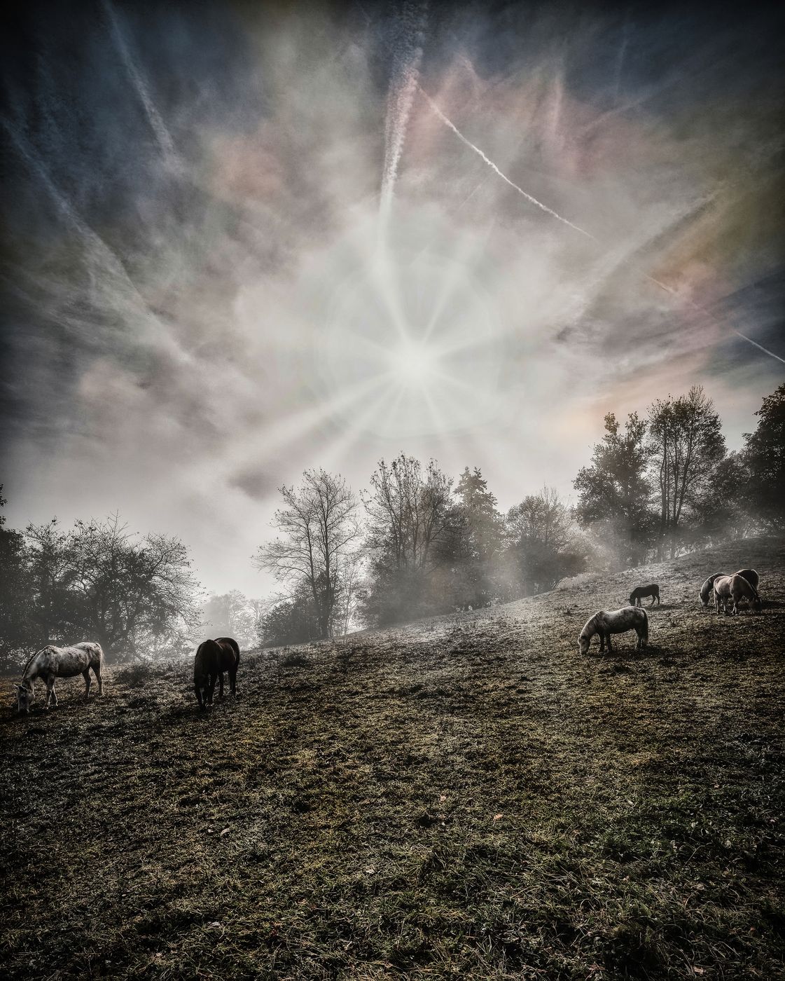 Horses in the fog, Austria