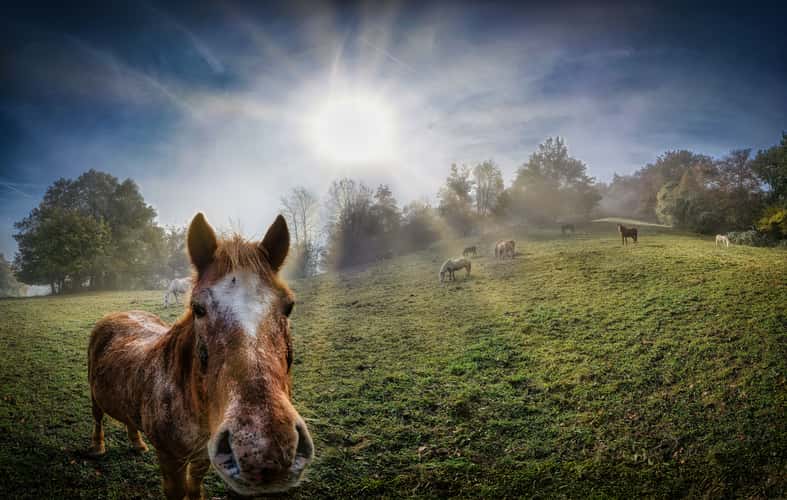 Horses in the fog