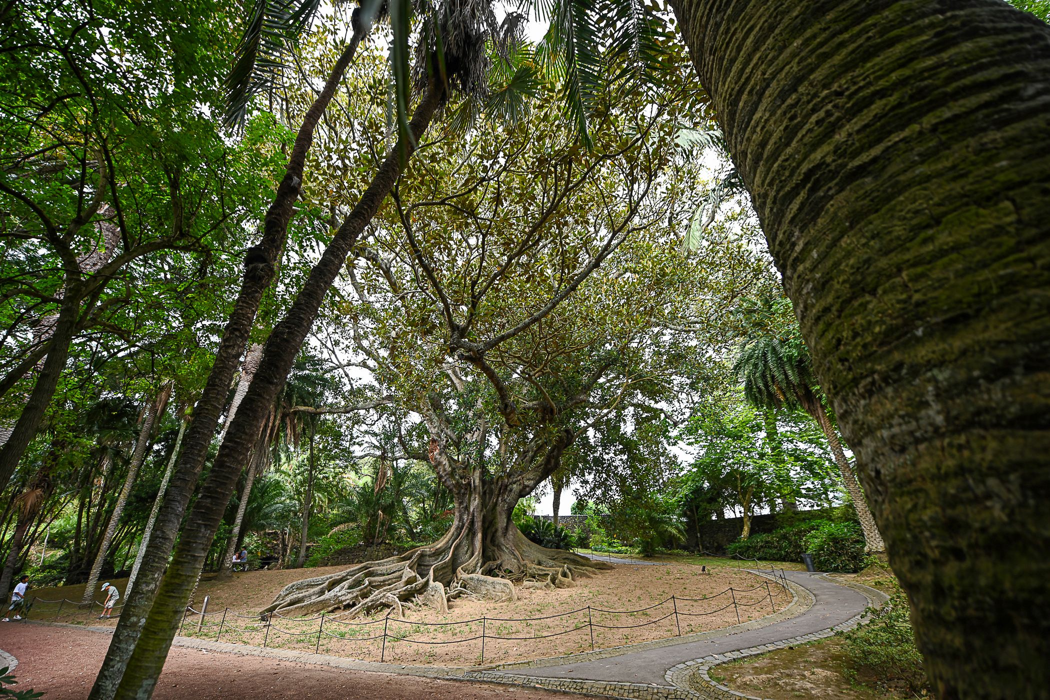 Jardim Botânico António Borges, Portugal