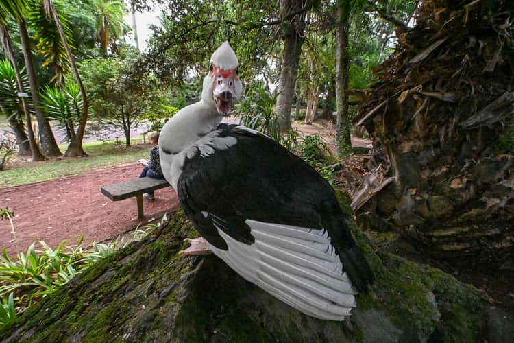 Jardim Botânico António Borges