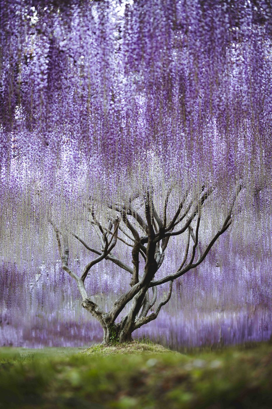 Kawachi Fujien, Kitakyushu, Japan