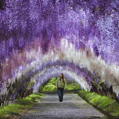 Kawachi Fujien, Kitakyushu, Japan