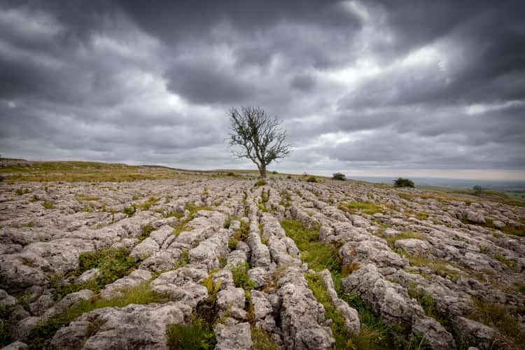 Lonely tree, Malham