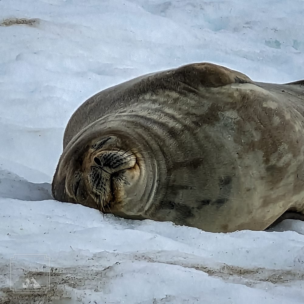 Mikkelsen Harbor, Antarctica