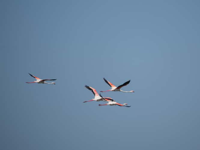 Parc Ornithologique du Pont de Gau