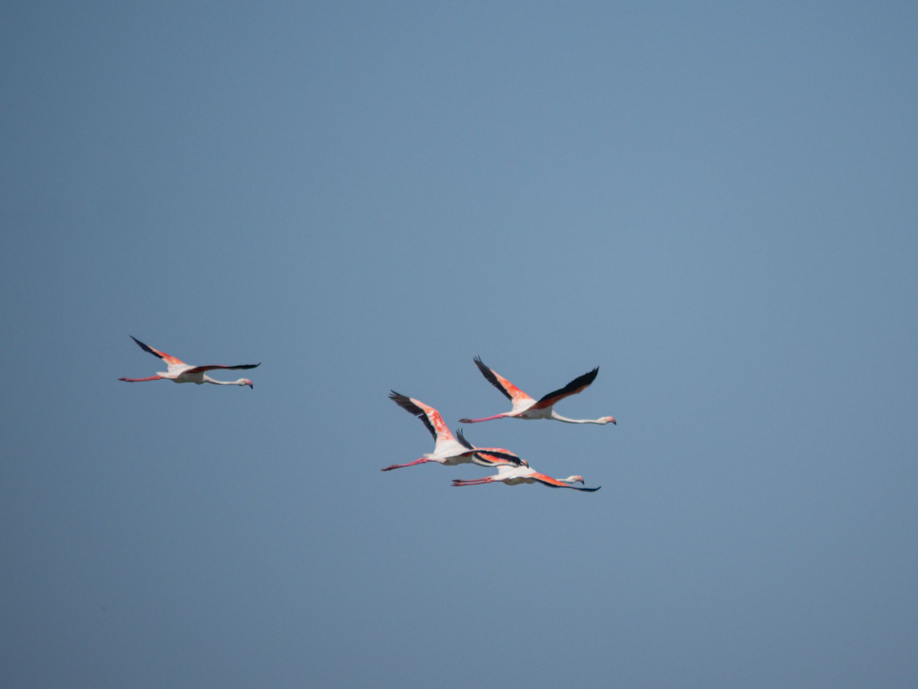 Parc Ornithologique du Pont de Gau, France