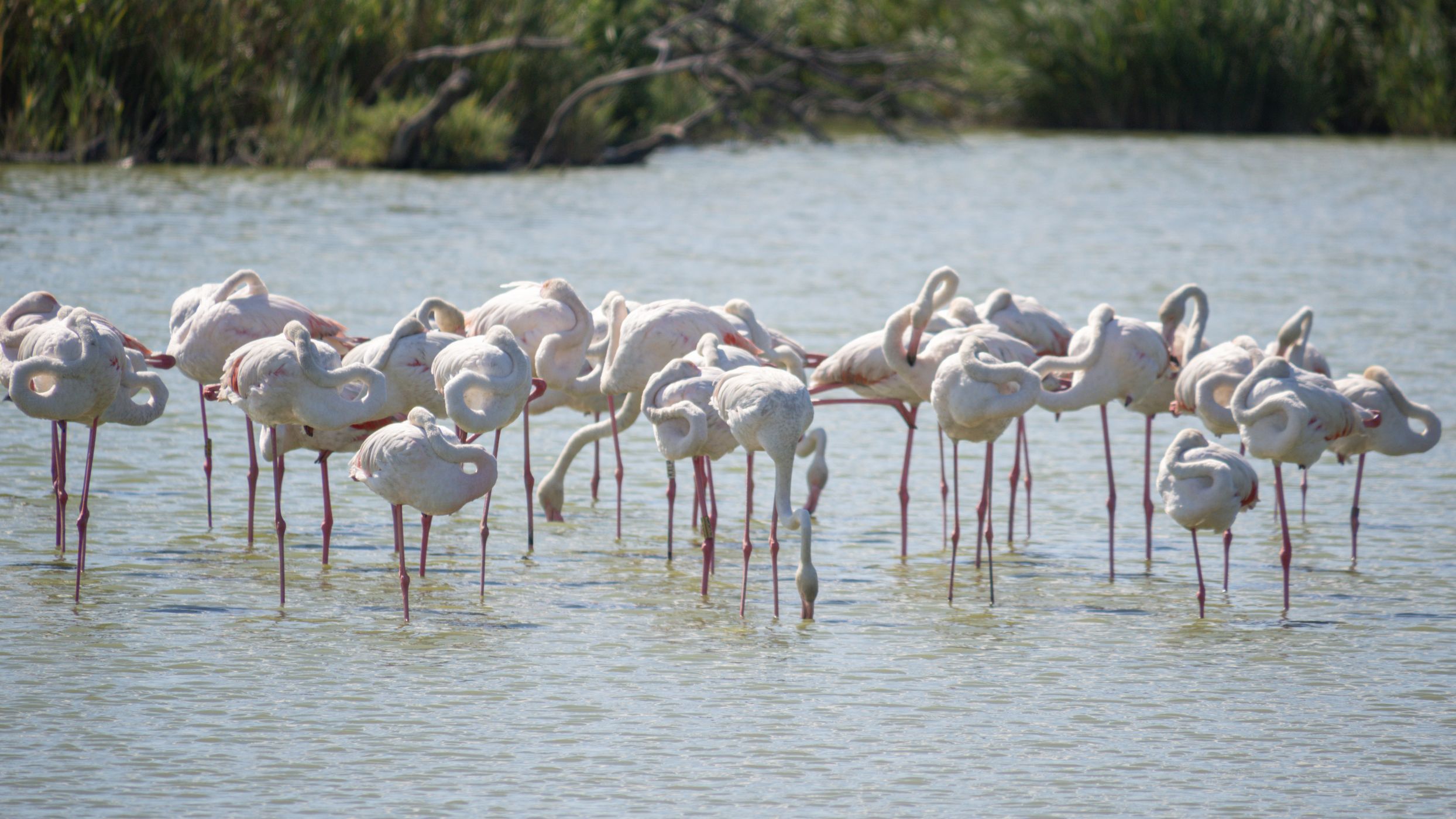 Parc Ornithologique du Pont de Gau, France