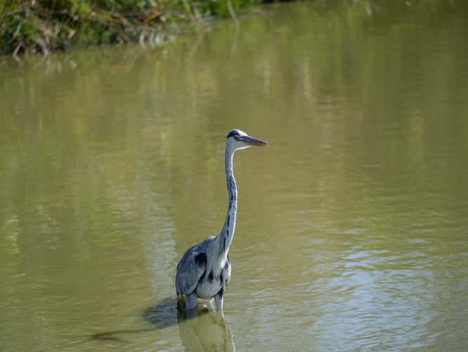 Parc Ornithologique du Pont de Gau