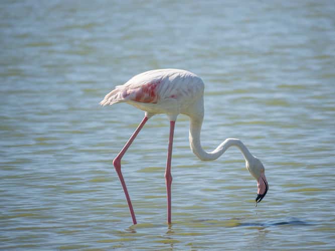 Parc Ornithologique du Pont de Gau