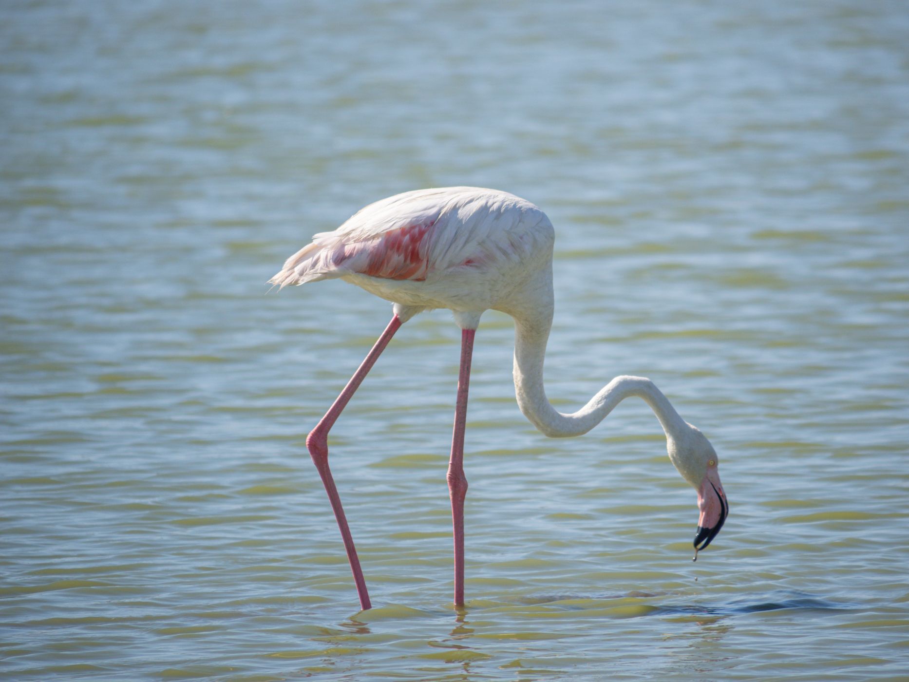 Parc Ornithologique du Pont de Gau, France