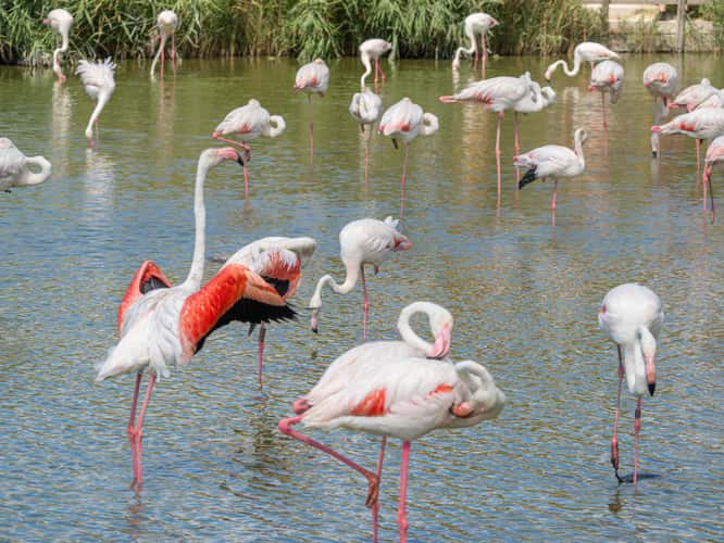 Parc Ornithologique du Pont de Gau